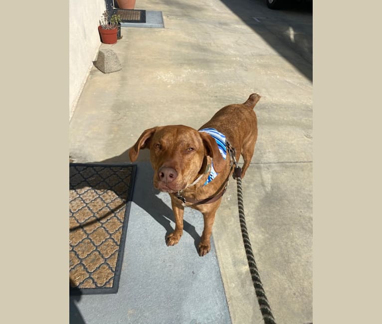 Photo of Lloyd, a Mountain Cur, American Pit Bull Terrier, Beagle, and Mixed mix in Alabama, USA