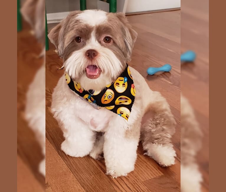 Max, a Shih Tzu and Havanese mix tested with EmbarkVet.com
