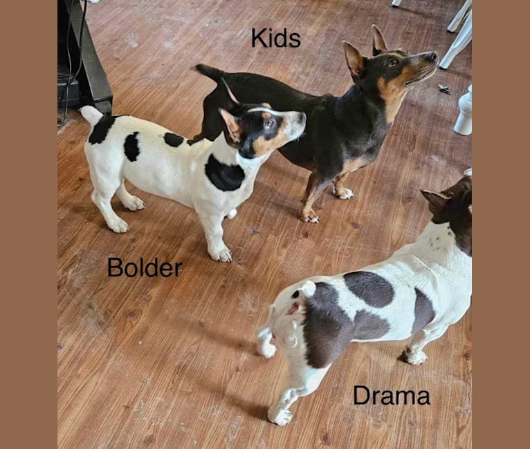 Bolder, a Teddy Roosevelt Terrier tested with EmbarkVet.com