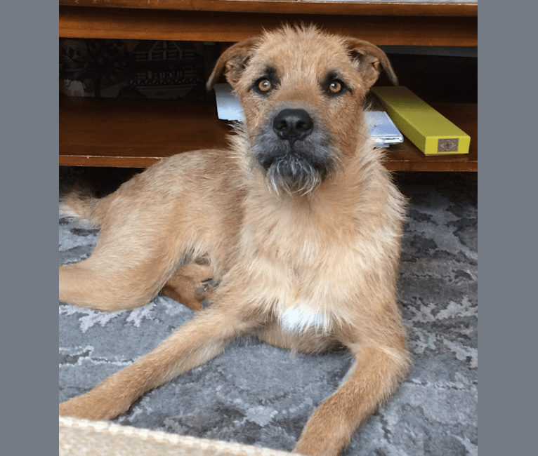 German shepherd outlet border terrier mix