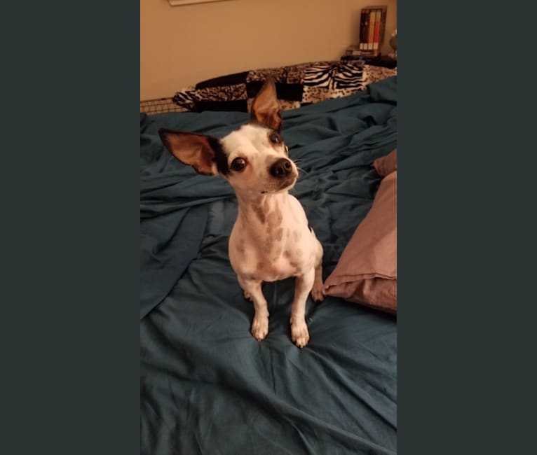 Chihuahua lh hot sale mix