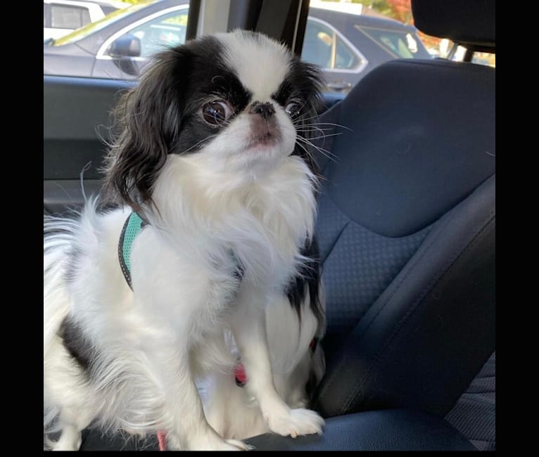 Photo of Sophie, a Japanese Chin  in Dunbar, PA, USA