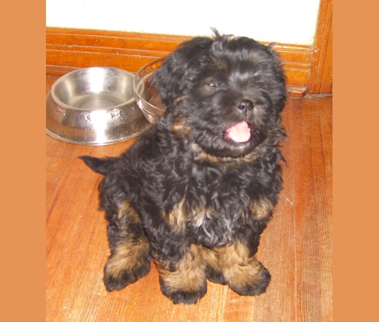 Photo of Lani (2009-2021), my greatest love!, a Shih Tzu, Poodle (Small), Chow Chow, Labrador Retriever, and Mixed mix in Denver, CO, USA