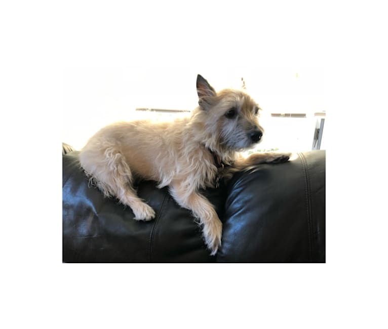 Harley, a Cairn Terrier tested with EmbarkVet.com