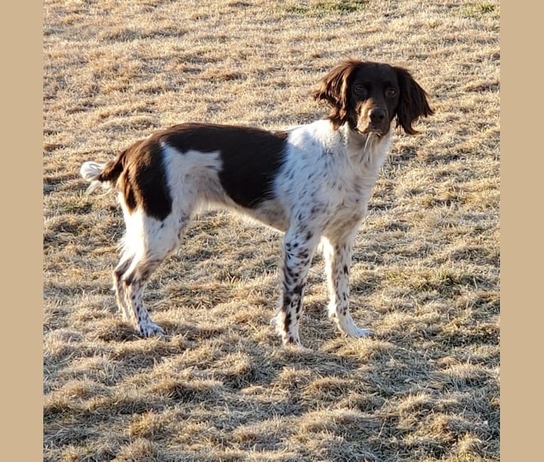 Skagit Flats Chinook "Chinney", an English Springer Spaniel tested with EmbarkVet.com