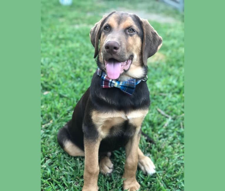 Bloodhound husky mix cheap