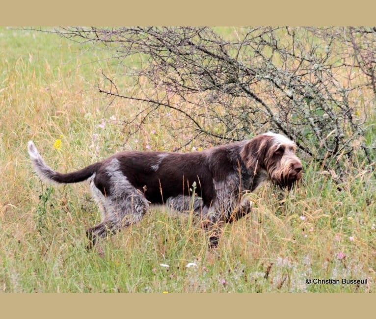 Bonkers, a Spinone Italiano tested with EmbarkVet.com