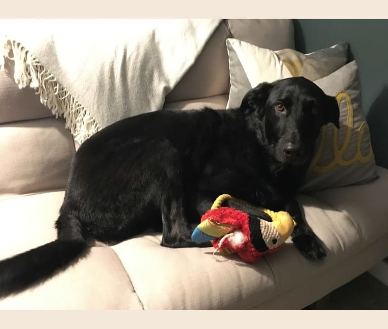 Charlie, a Poodle (Standard) and German Shepherd Dog mix tested with EmbarkVet.com