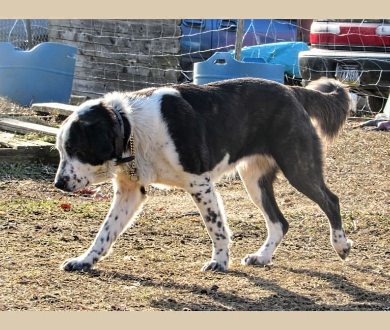 Photo of Lütfiye, a West Asian Village Dog  in Berwick, PA, USA