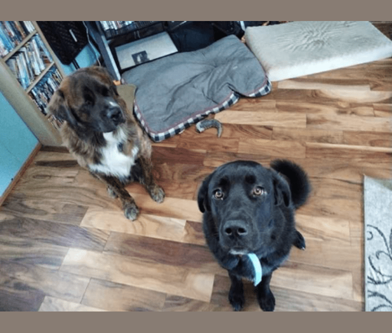 Cane corso pyrenees mix 2025