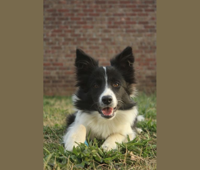 Photo of Destiny, a Border Collie  in Oxford, Mississippi, USA