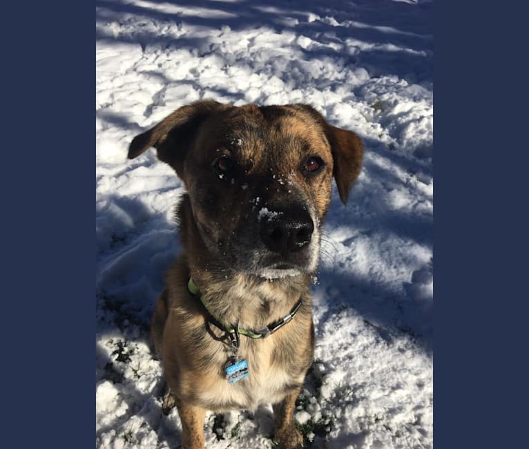 Zoobooks, a Boxer and Australian Cattle Dog mix tested with EmbarkVet.com