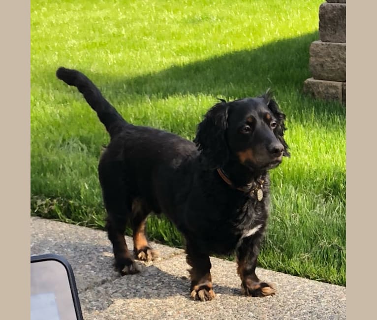 Grant, a Dachshund and English Springer Spaniel mix tested with EmbarkVet.com