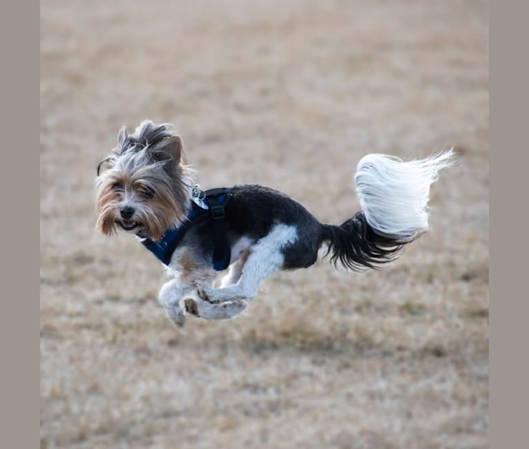 Kovu, a Biewer Terrier tested with EmbarkVet.com