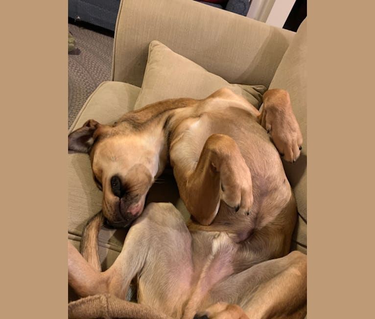 Embark Dog Dna Test Breed