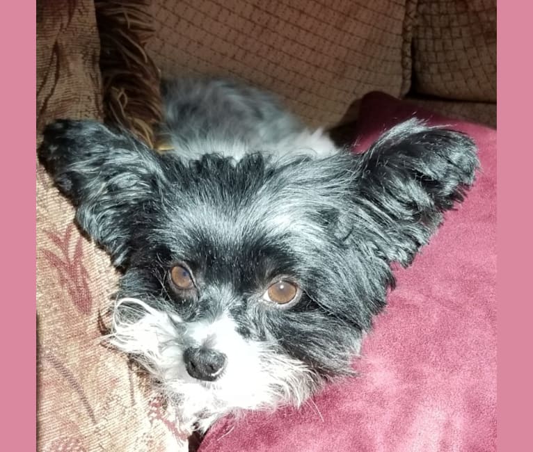 Photo of Maizie Mae Harp, a Biewer Terrier and Maltese mix in Coppell, Texas, USA