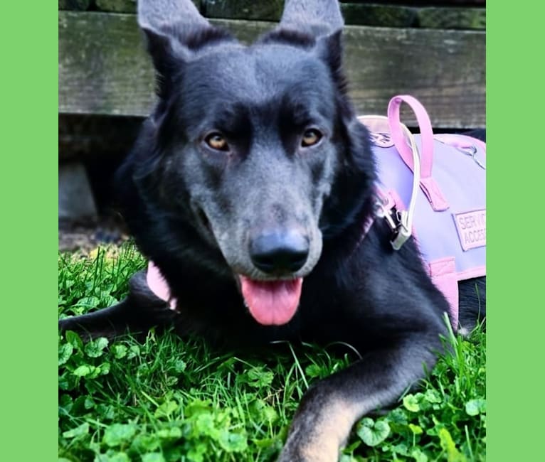 Bliss, a German Shepherd Dog (6.7% unresolved) tested with EmbarkVet.com