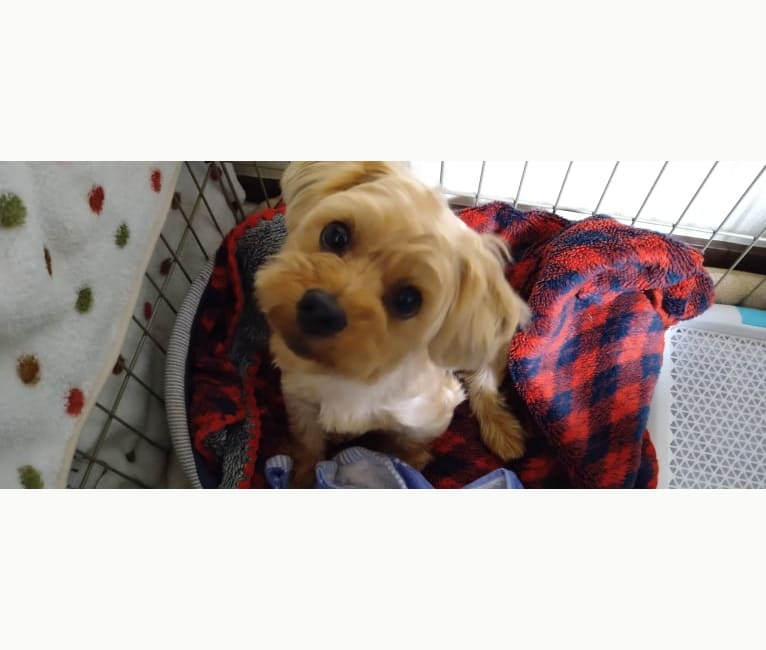 MAX, a Yorkshire Terrier and Shih Tzu mix tested with EmbarkVet.com