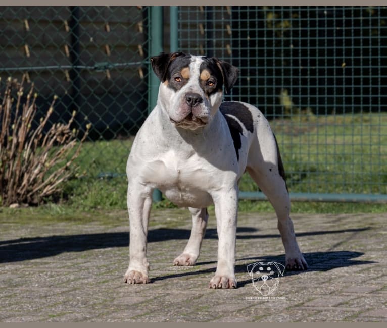 Roan, an American Bully tested with EmbarkVet.com