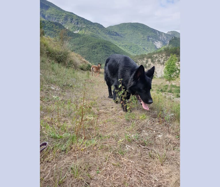 Photo of Belle, a German Shepherd Dog  in France