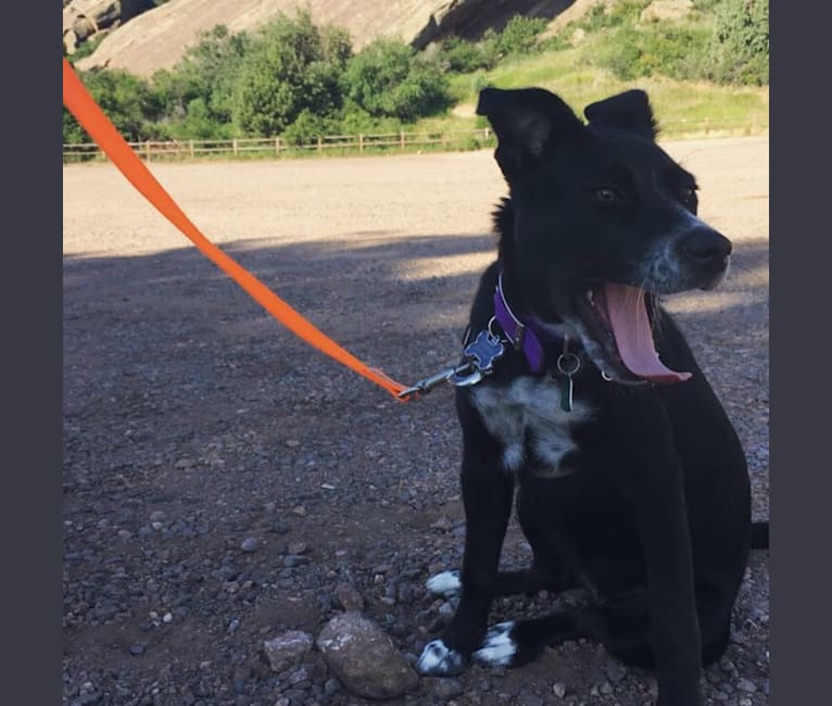 Photo of Dynastar, an American Pit Bull Terrier, Australian Cattle Dog, German Shepherd Dog, and Mixed mix in New Mexico, USA