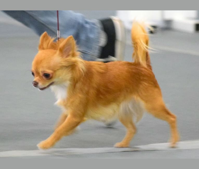 Nova, a Chihuahua tested with EmbarkVet.com