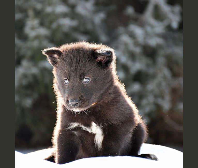 Kannaki, a Siberian Husky and Saarloos Wolfdog mix tested with EmbarkVet.com