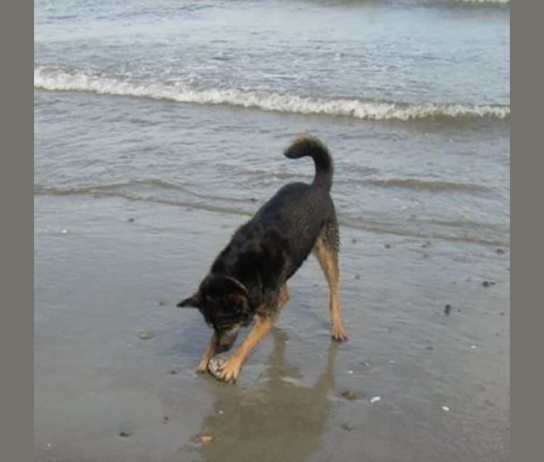 Nala, a Rottweiler and German Shepherd Dog mix tested with EmbarkVet.com