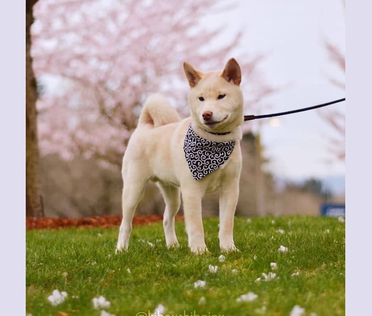 Piper's Creek Kibou, a Shiba Inu tested with EmbarkVet.com