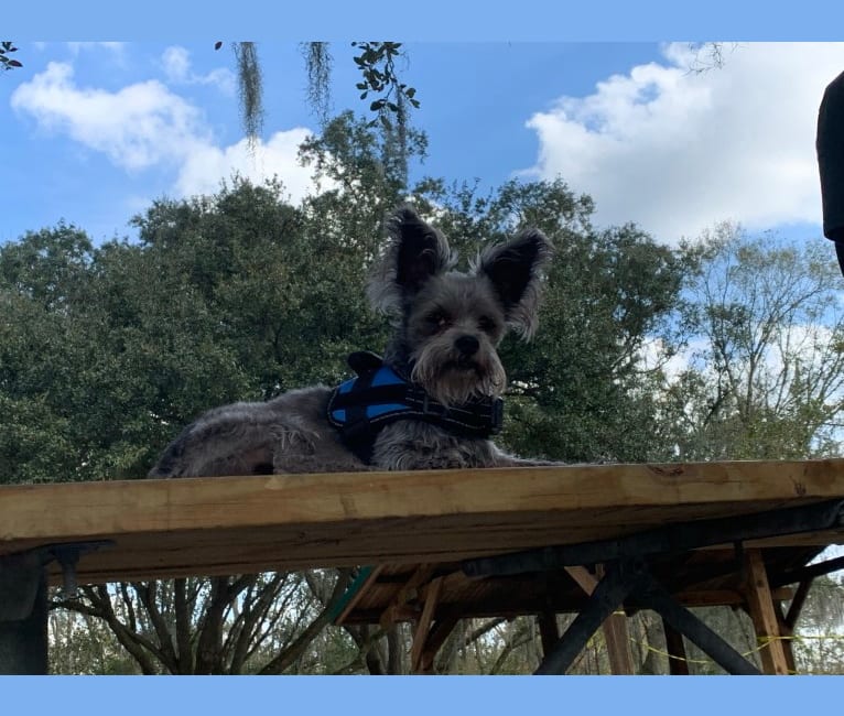 Photo of Jack, a Chihuahua and Maltese mix in Thonotosassa, Florida, USA