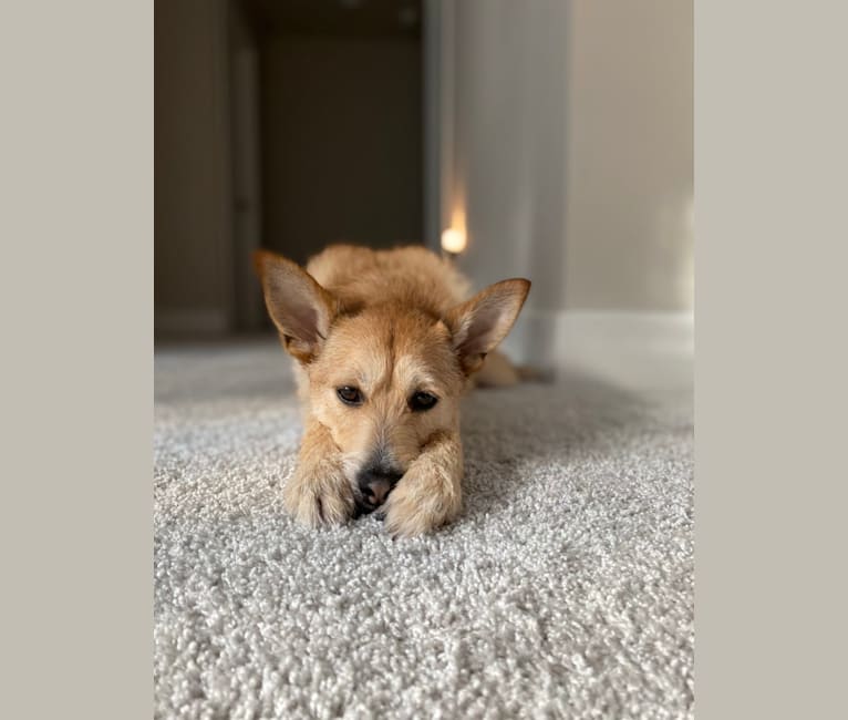 Otis, a Pomeranian and Chihuahua mix tested with EmbarkVet.com