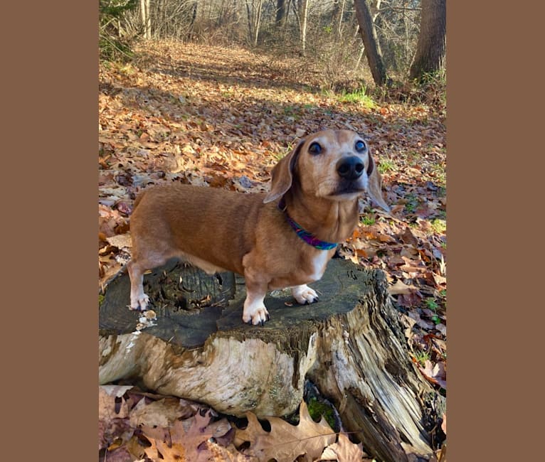 Jacob Levi, a Dachshund tested with EmbarkVet.com