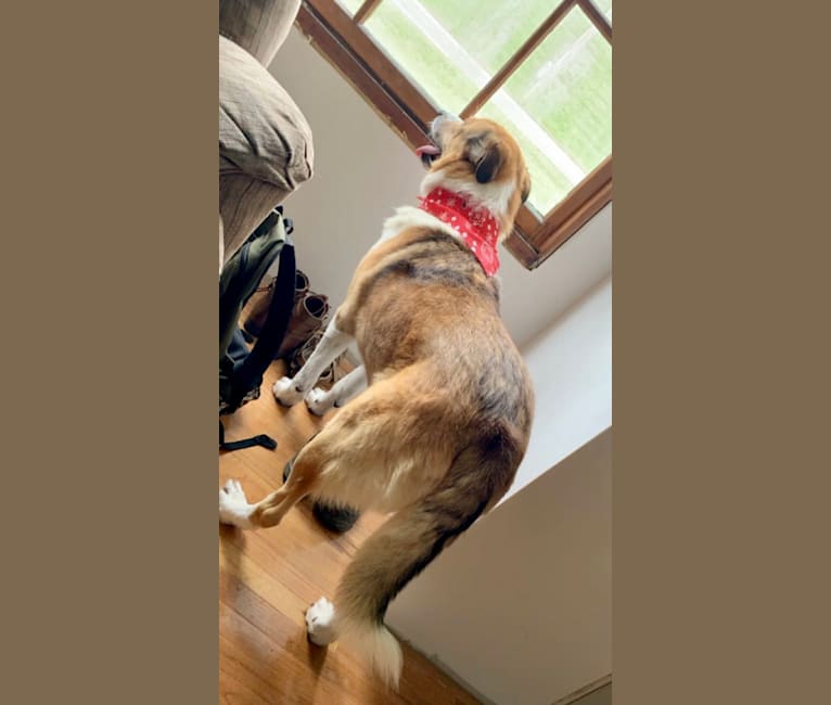 Cujo, a Great Pyrenees and Rottweiler mix tested with EmbarkVet.com