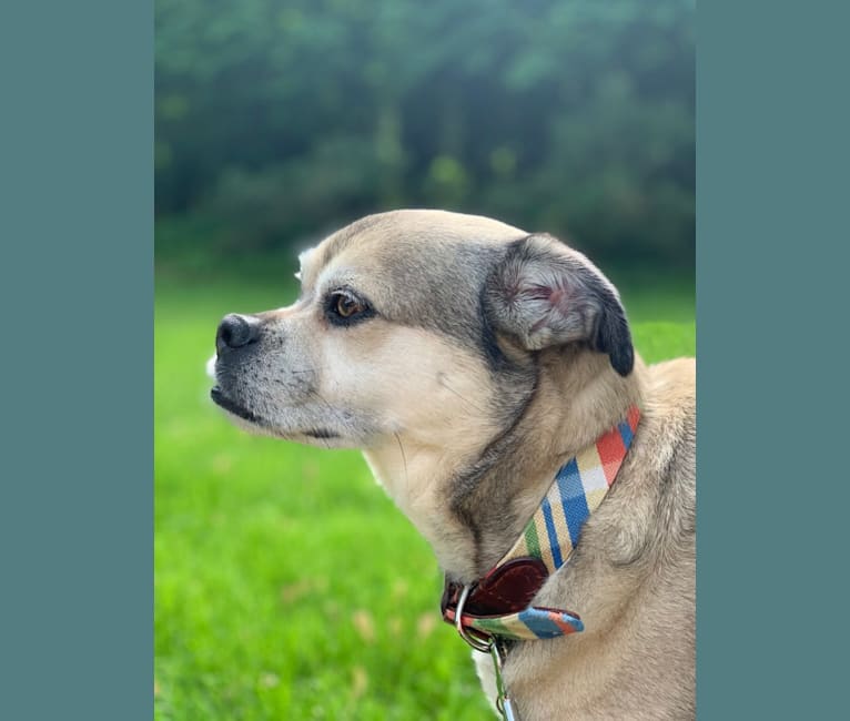 Photo of Atlas, a Pug, Beagle, and Australian Cattle Dog mix in Bloomfield Twp, Michigan, USA