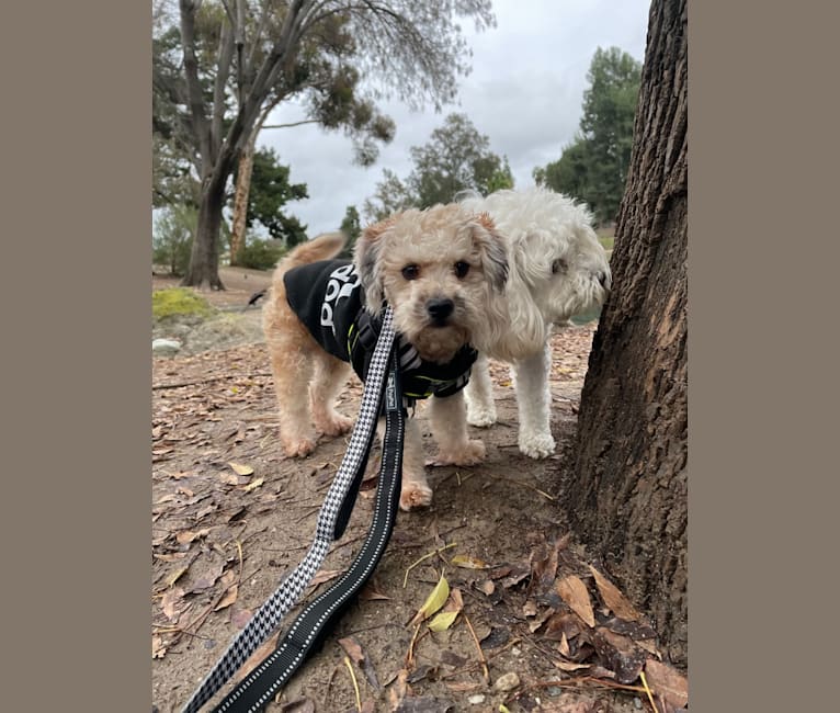 Beau, a Poodle (Small) and Russell-type Terrier mix tested with EmbarkVet.com