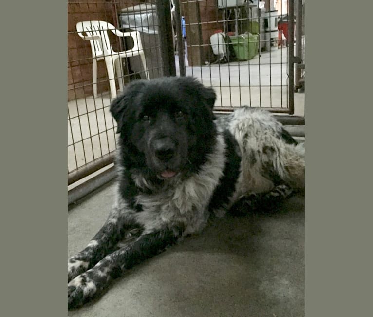 Liam, a Great Pyrenees and Newfoundland mix tested with EmbarkVet.com