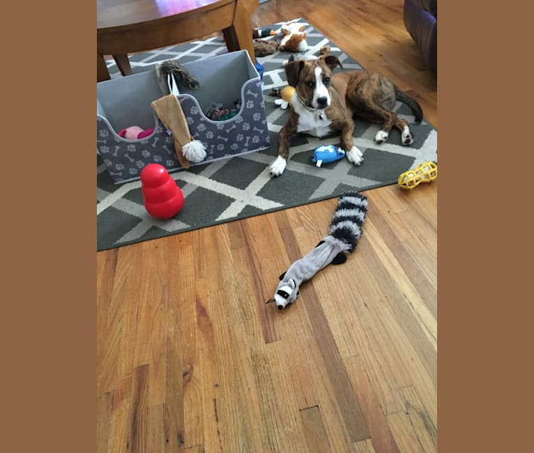 Pope, a Boxer and Russell-type Terrier mix tested with EmbarkVet.com