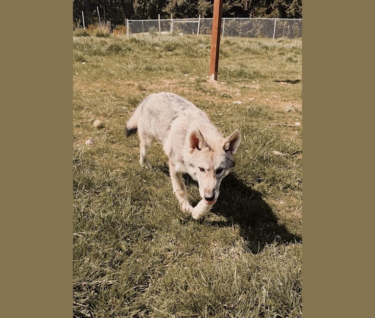 Nymeria Call’s to the Moon a dog tested with EmbarkVet.com
