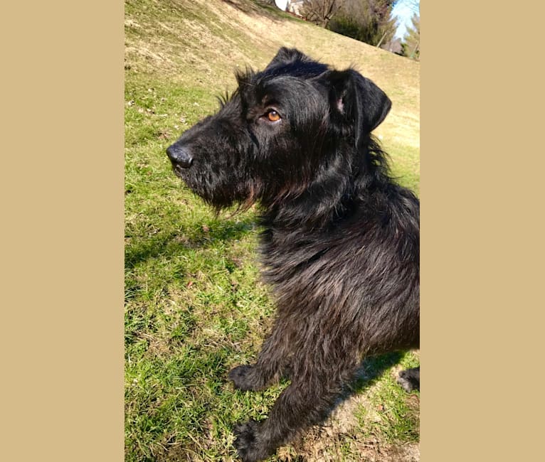 Earl, an Airedale Terrier and German Shepherd Dog mix tested with EmbarkVet.com