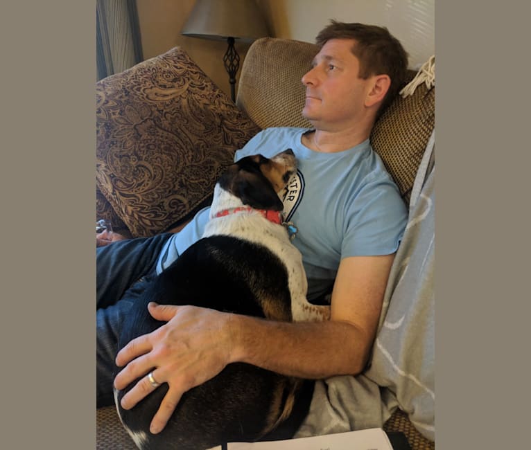 Otis, a Beagle tested with EmbarkVet.com