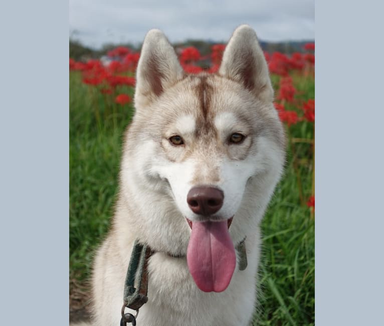 Photo of Keely, a Siberian Husky 