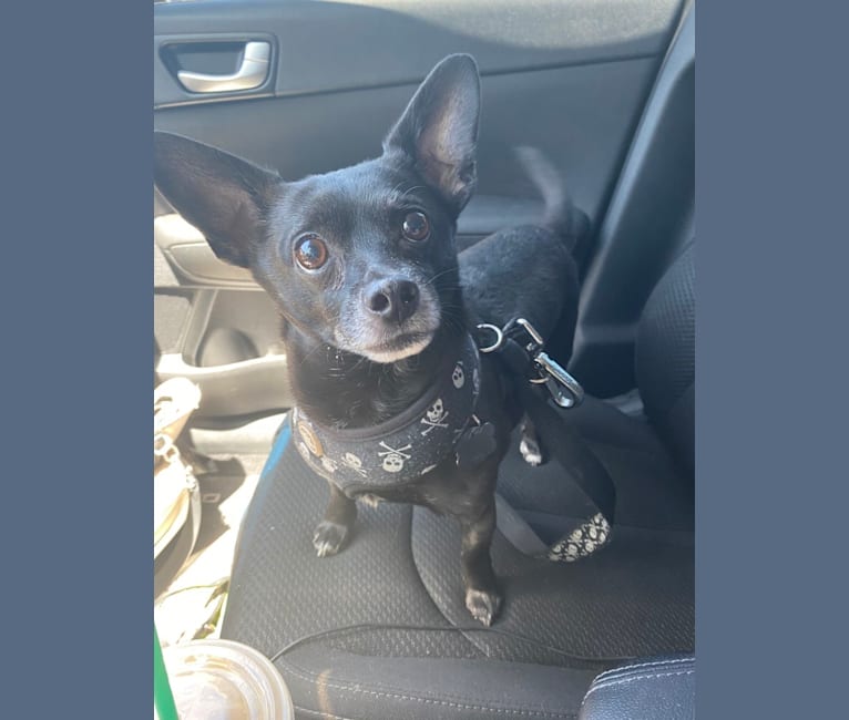 Photo of Jack, a Chihuahua, Poodle (Small), and Dachshund mix in Hesperia, California, USA