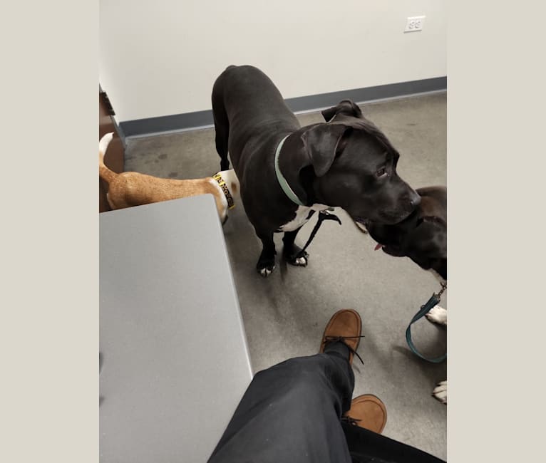 Batman american best sale bully
