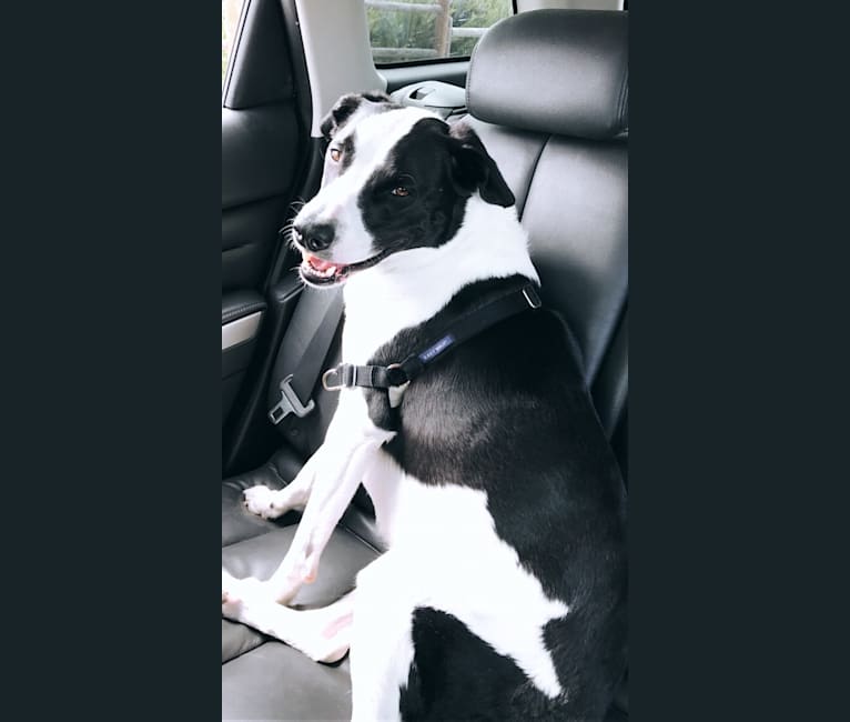 Border collie american pitbull terrier mix cheap