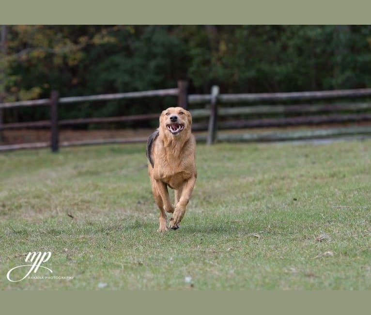 Photo of Rambo, a Labrador Retriever, Golden Retriever, Chow Chow, German Shepherd Dog, and Mixed mix in Belton, Texas, USA
