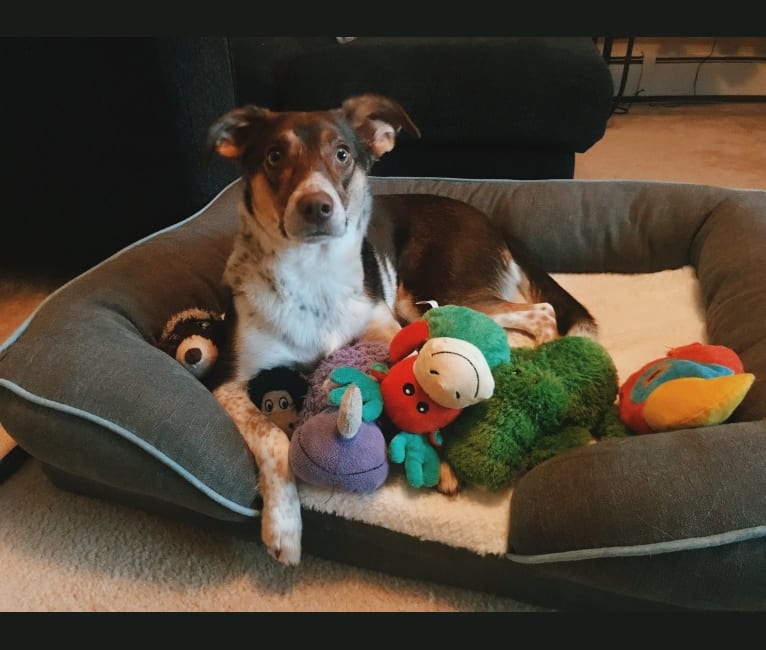 Nova, a Rat Terrier and German Shepherd Dog mix tested with EmbarkVet.com