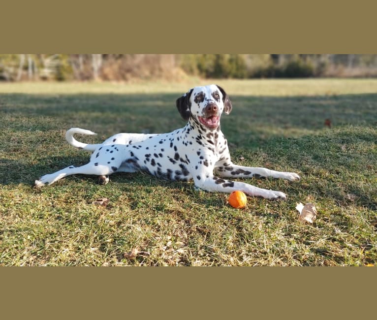 Shelby, a Dalmatian tested with EmbarkVet.com