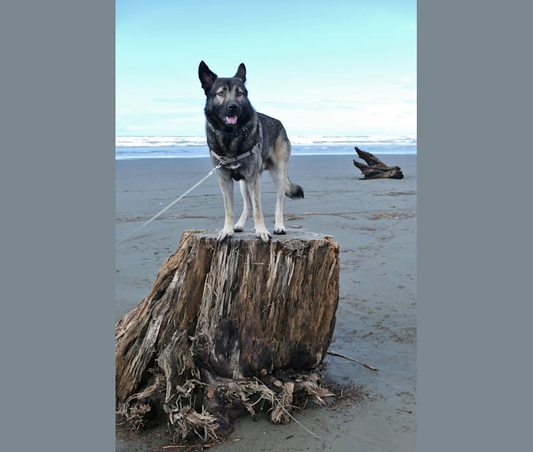 Kodiak, a Caucasian Ovcharka and German Shepherd Dog mix tested with EmbarkVet.com