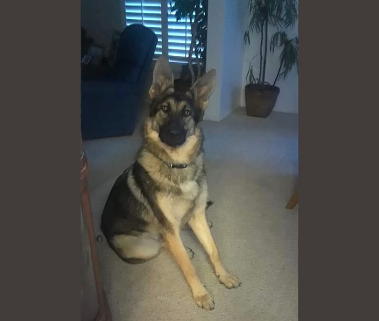 Zeus, a German Shepherd Dog and Chow Chow mix tested with EmbarkVet.com