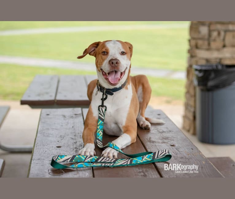 Ace Boogie, an American Pit Bull Terrier and American Foxhound mix tested with EmbarkVet.com